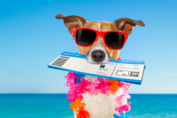 Amtrak Pet Policy