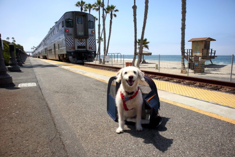 amtrak-pet-policy-for-dogs-and-cats-costs-fees